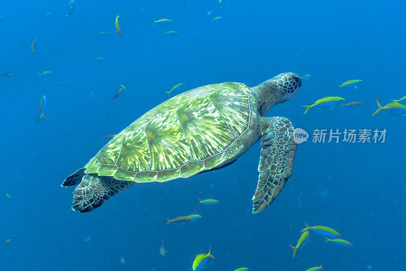 一只濒临灭绝的绿海龟(Chelonia mydas)，在泰国甲米的安达曼海中游泳。